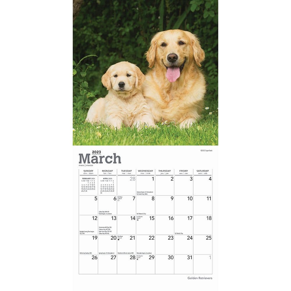 Golden Retrievers 2023 Mini Wall Calendar - Calendars.com