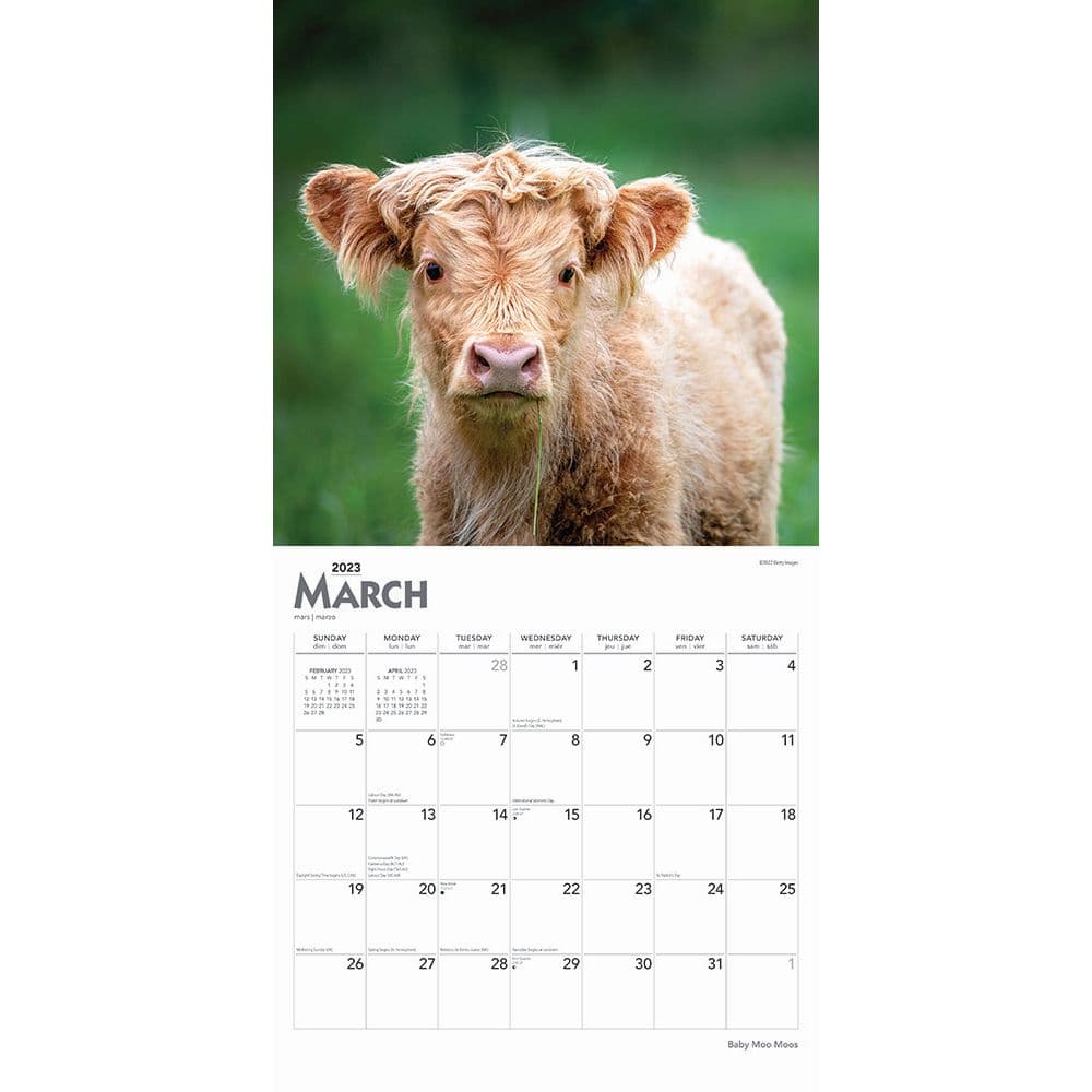 Baby Moo Moos 2023 Wall Calendar - Calendars.com