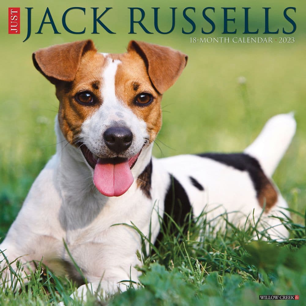 2023 Jack Russell Terrier Puppies Calendar lupon.gov.ph