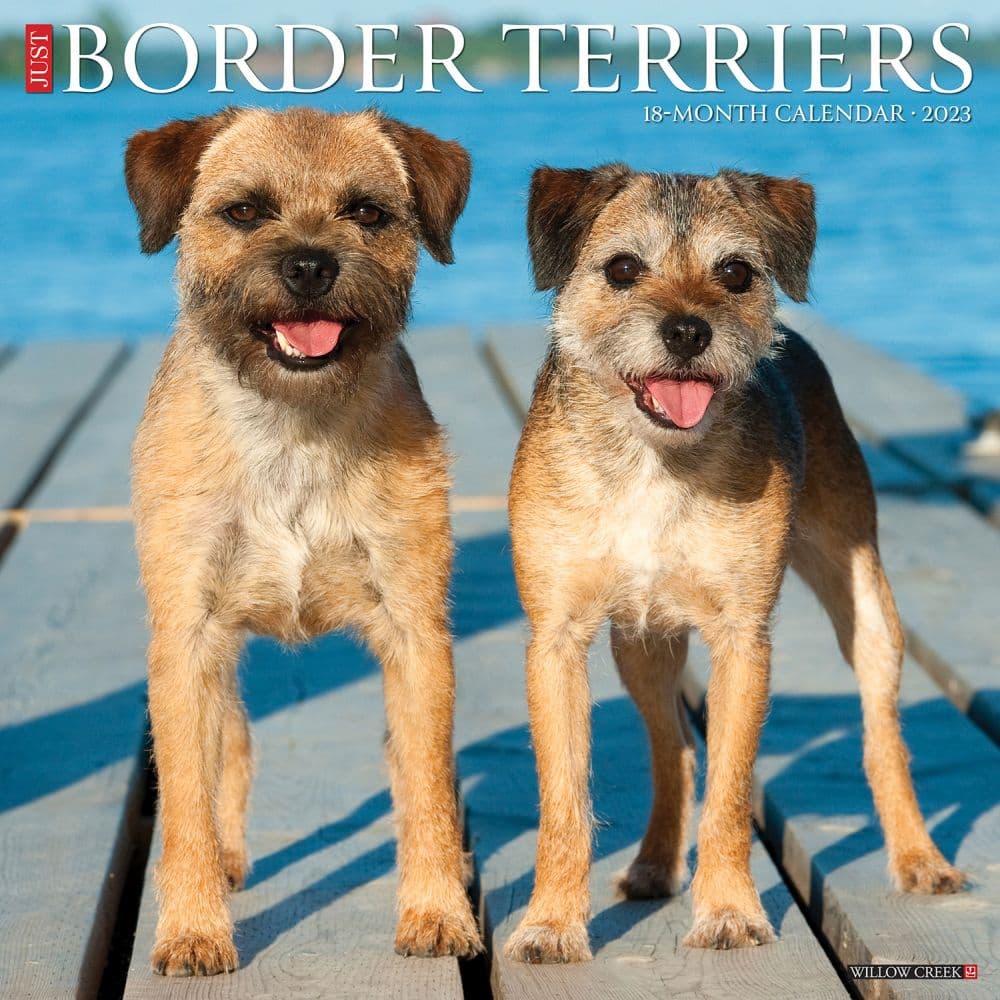 small wonders border terriers