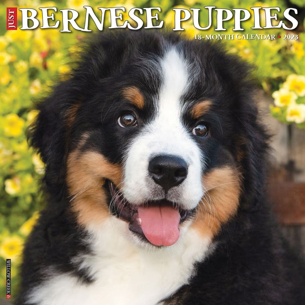 Bernese Mountain Puppies 2023 Calendar - Calendars.com