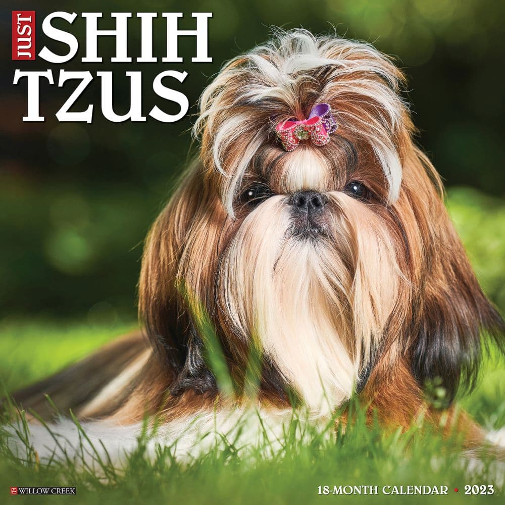 Shih Tzus Just 2023 Wall Calendar - Calendars.com Shih Tzus Just 2023 Wall Calendar - Calendars.com