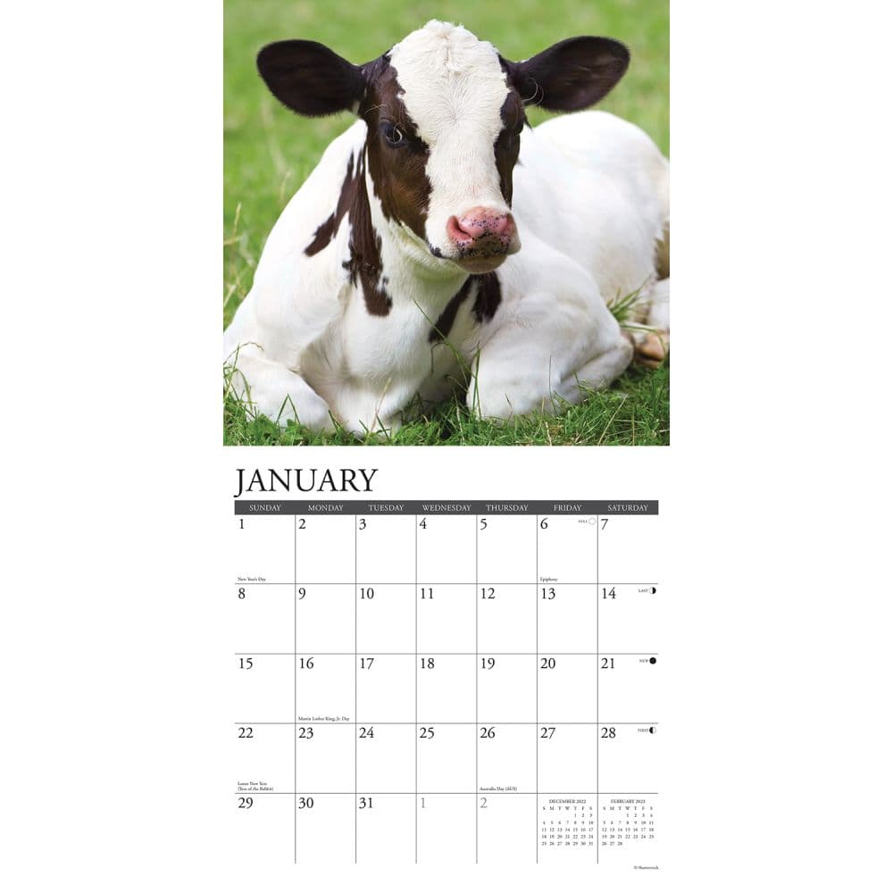 Cows 2023 Wall Calendar - Calendars.com