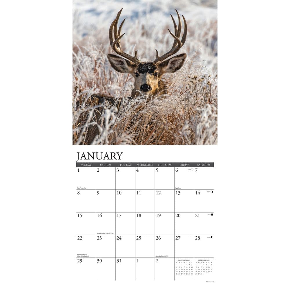 Mule Deer 2023 Wall Calendar - Calendars.com