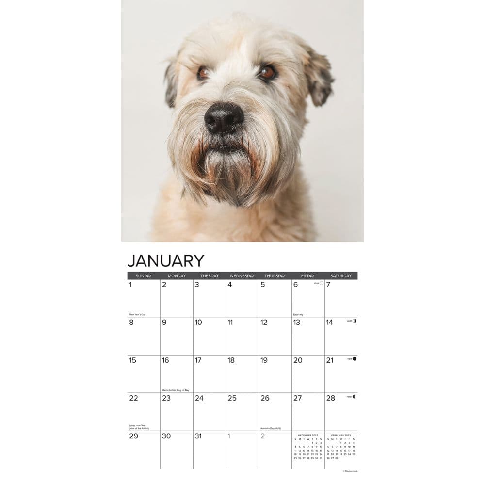 Wheaton Terriers Just 2023 Wall Calendar