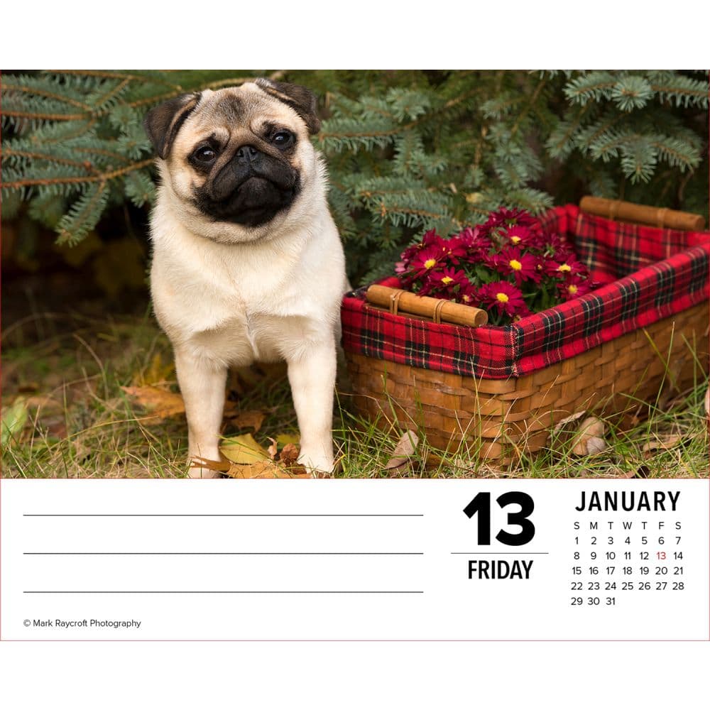 Just Pugs 2023 Desk Calendar - Calendars.com