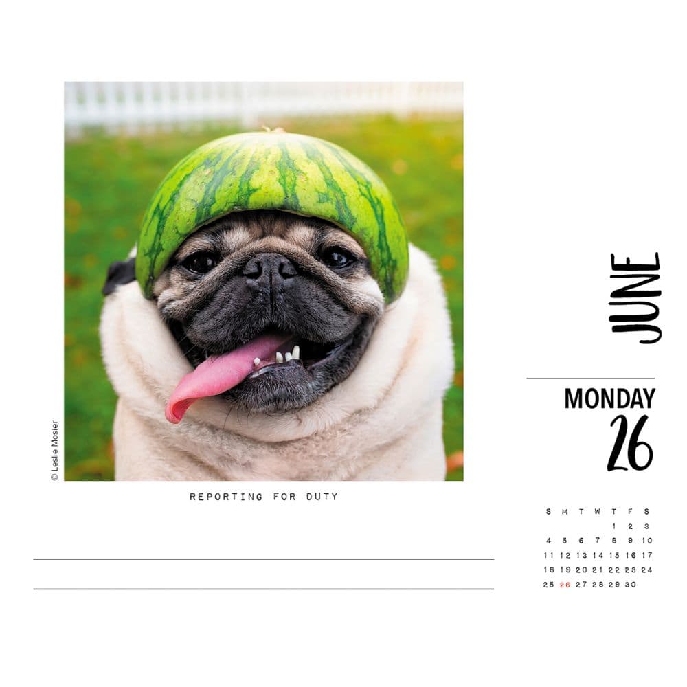 Doug the Pug 2023 Desk Calendar - Calendars.com