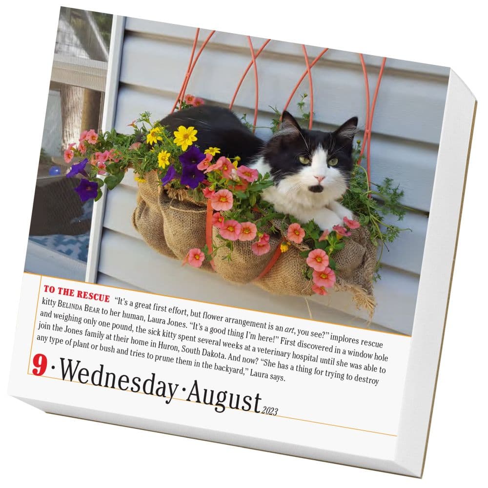 365 Cats 2023 Page-A-Day Calendar - Calendars.com