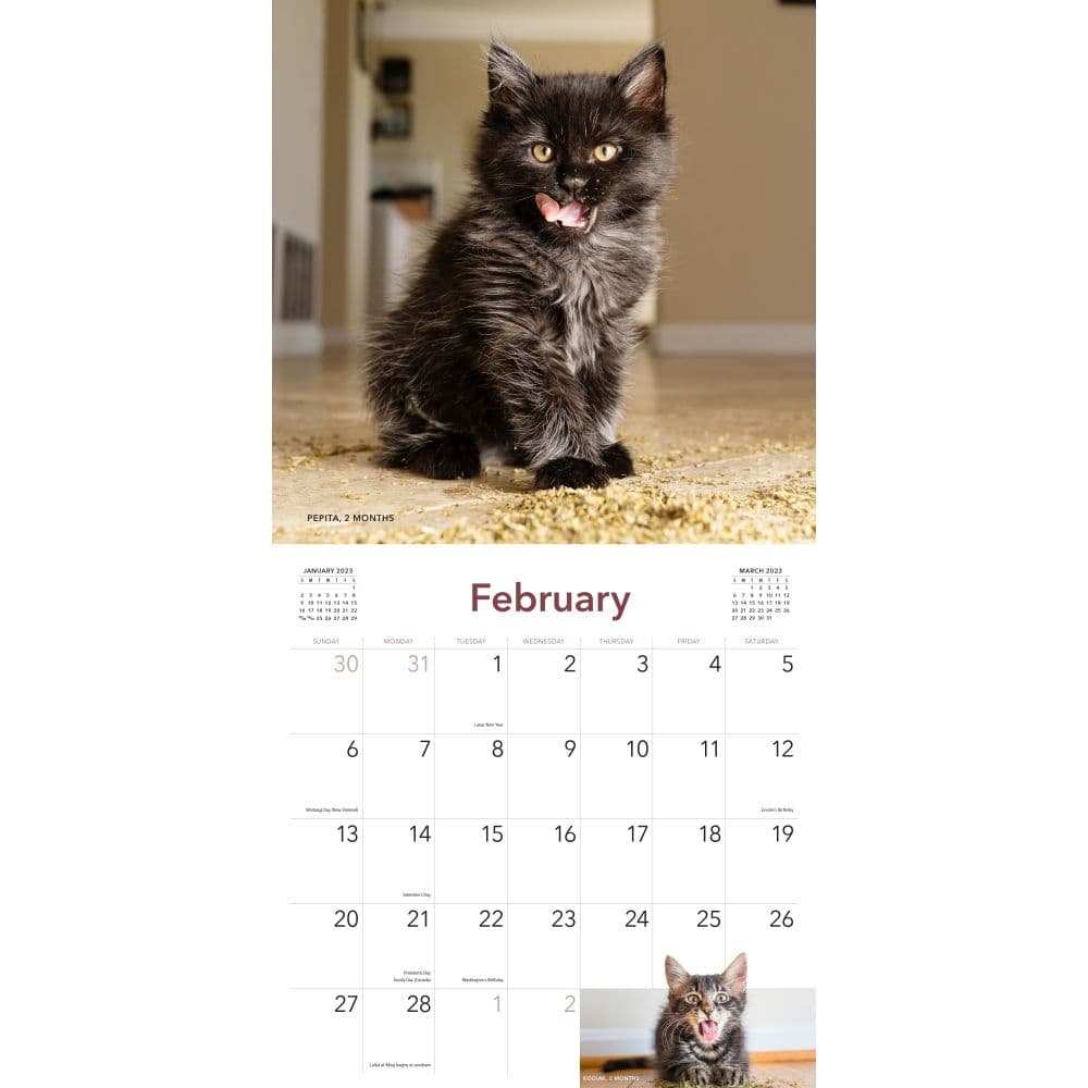 Cats on Catnip 2023 Wall Calendar - Calendars.com