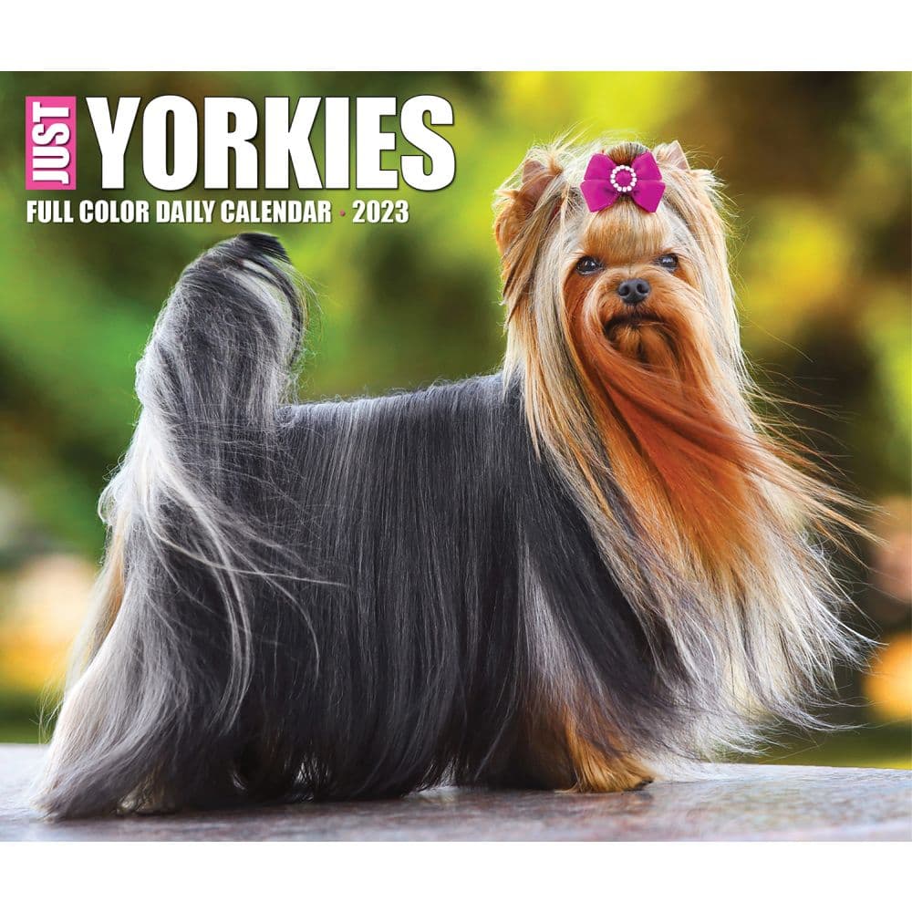 Are Yorkies Prone To Blindness