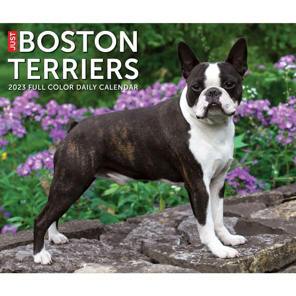 are boston terriers color blind