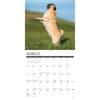 image Just Pugs 2025 Wall Calendar Second Alternate Image width="1000" height="1000"