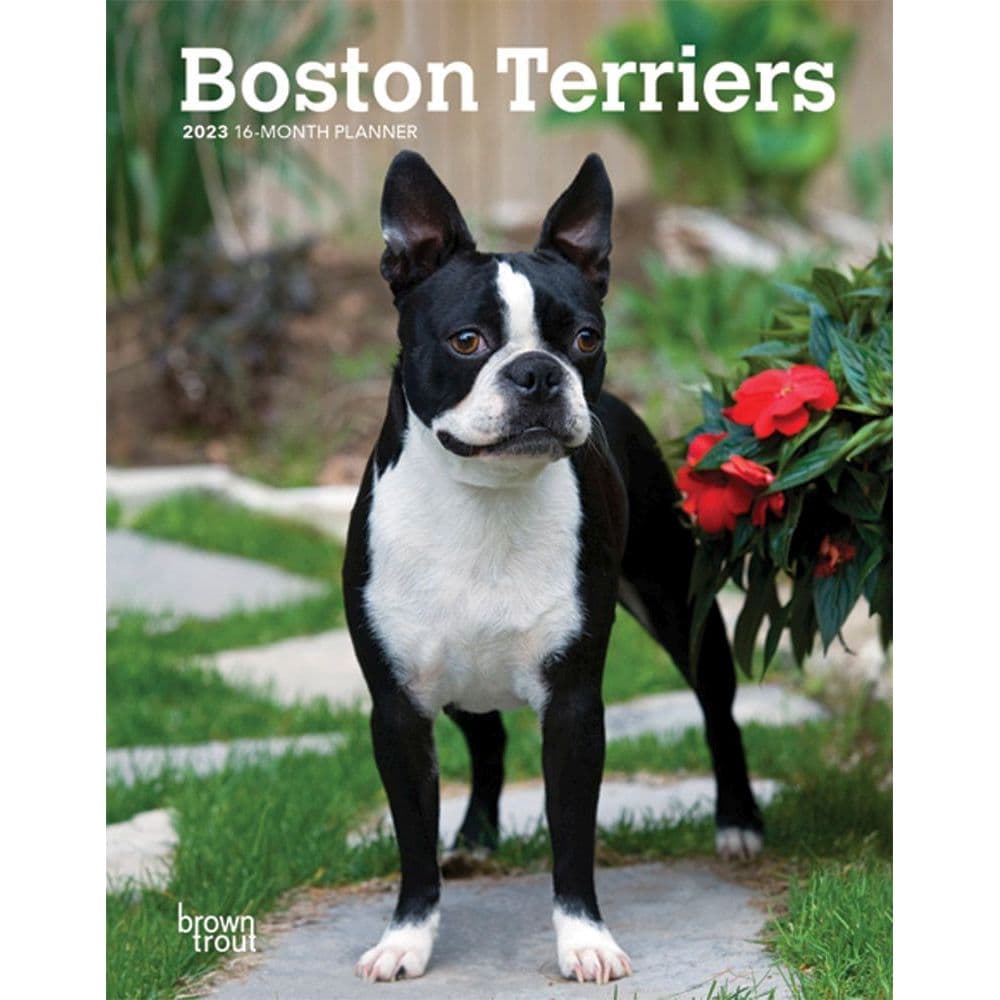 Boston terrier calendar 2023
