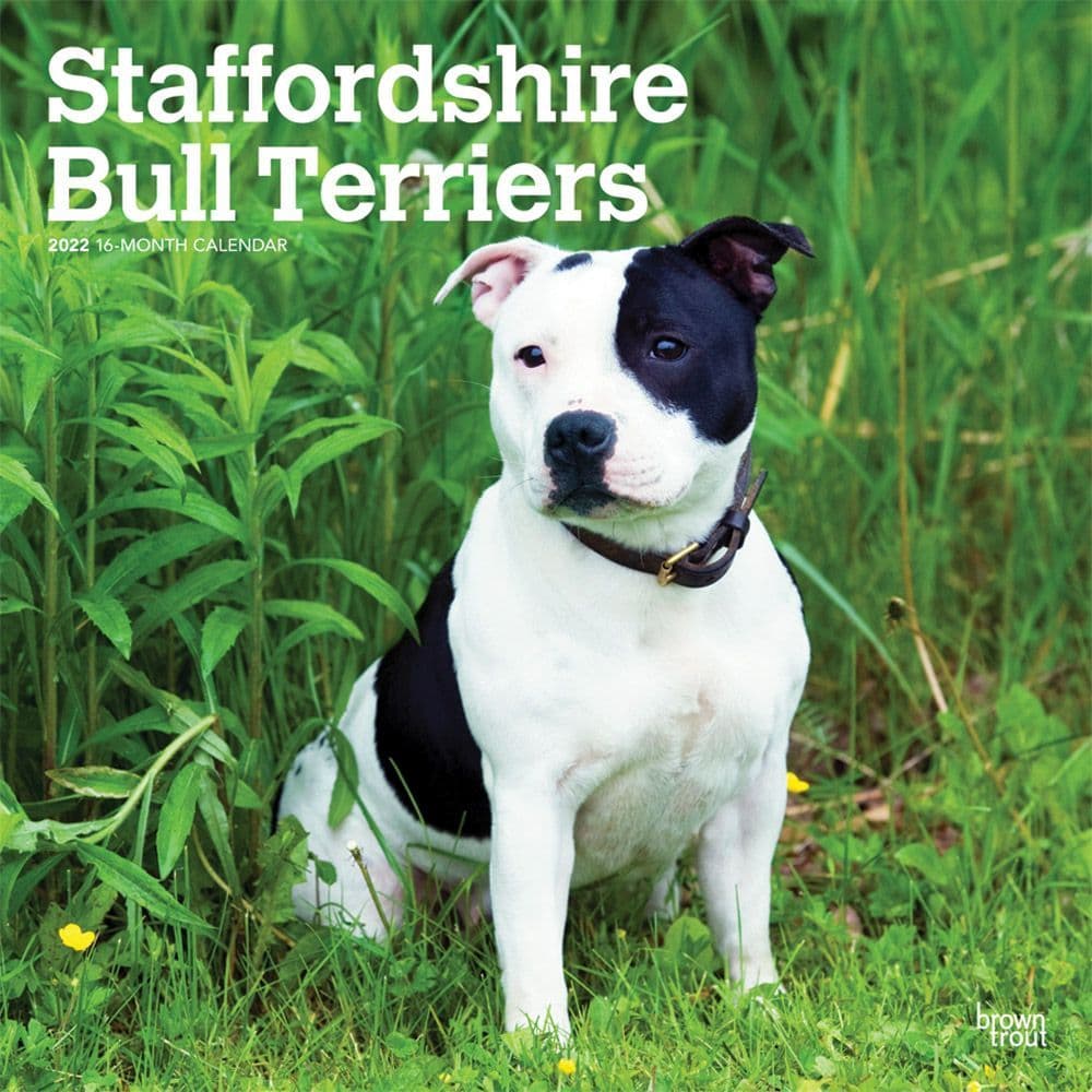 Staffordshire Bull Terriers 2022 Wall Calendar