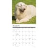 image Great Pyrenees 2025 Wall Calendar Second Alternate Image width="1000" height="1000"
