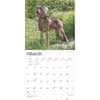 image Weimaraners 2025 Wall Calendar Second Alternate Image width=&quot;1000&quot; height=&quot;1000&quot;