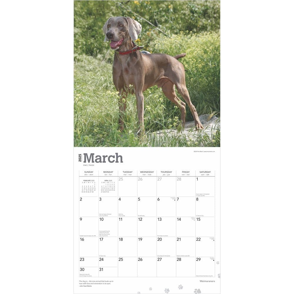 Weimaraners 2025 Wall Calendar Second Alternate Image width=&quot;1000&quot; height=&quot;1000&quot;