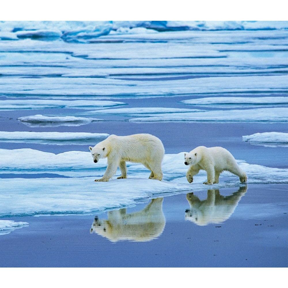 Ice Bears Schedule 2022 Polar Bears Wwf 2022 Wall Calendar - Calendars.com