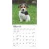 image Jack Russell Terrier Puppies 2025 Mini Wall Calendar Second Alternate Image width=&quot;1000&quot; height=&quot;1000&quot;