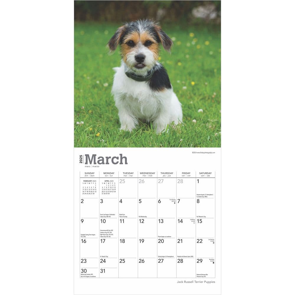 Jack Russell Terrier Puppies 2025 Mini Wall Calendar Second Alternate Image width=&quot;1000&quot; height=&quot;1000&quot;