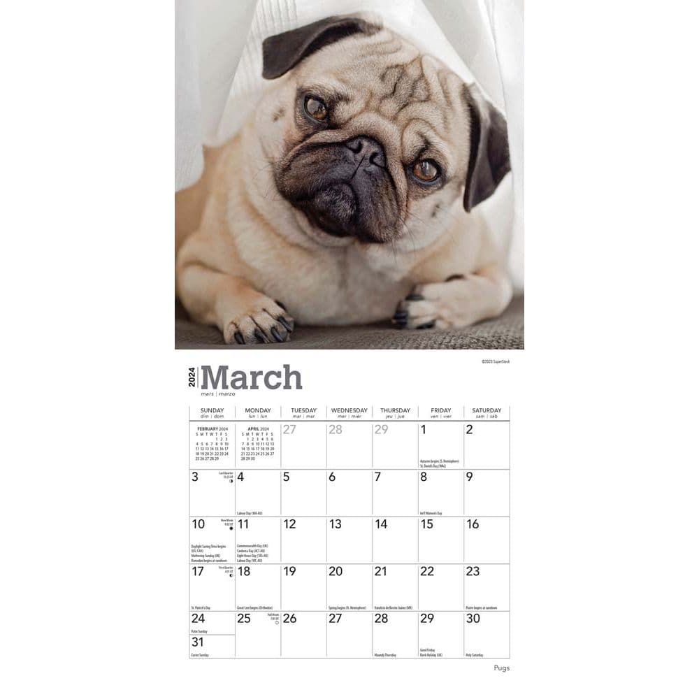Pugs 2024 Mini Wall Calendar