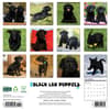 image Just Black Lab Puppies 2026 Wall Calendar First Alternate Image