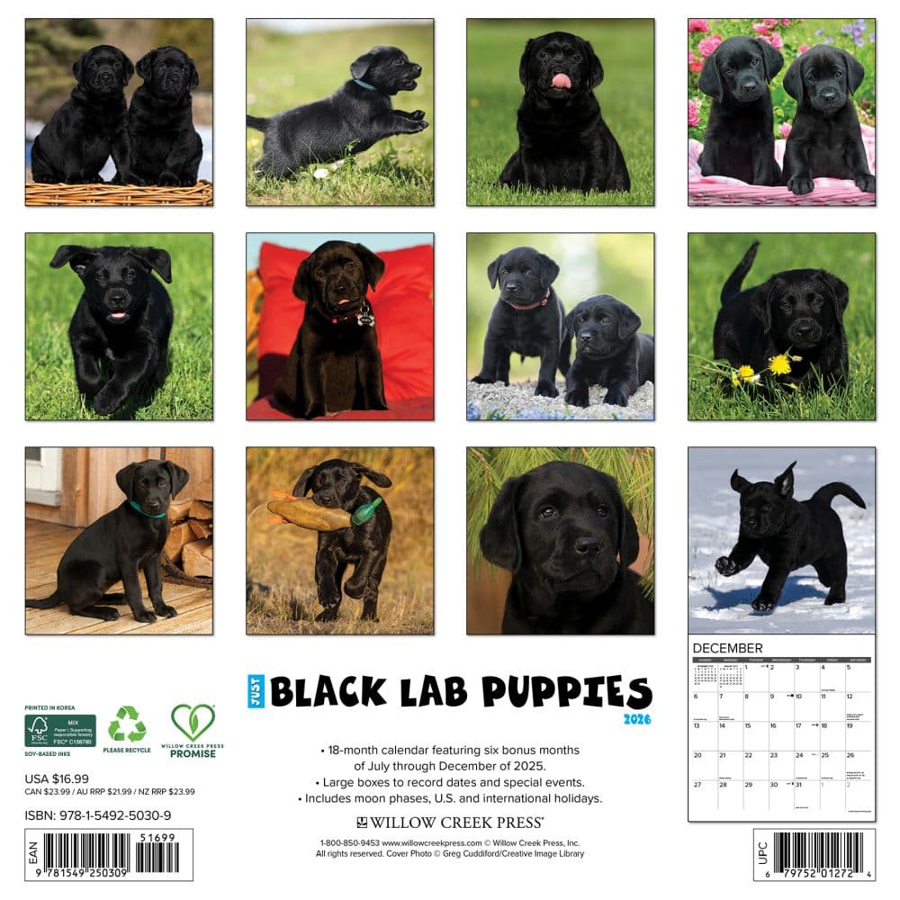 Just Black Lab Puppies 2026 Wall Calendar First Alternate Image