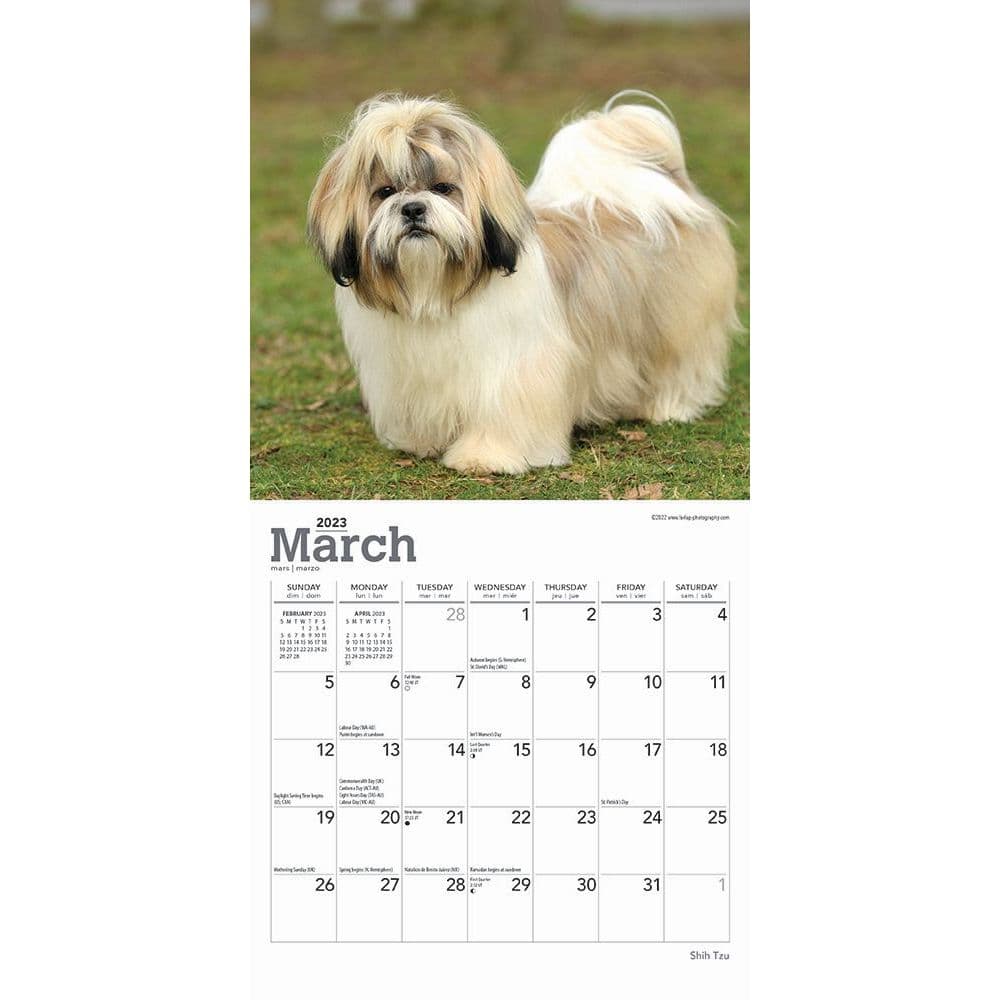 shih-tzu-2023-mini-wall-calendar-calendars