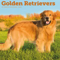 image Golden Retrievers 2026 Wall Calendar Main Product Image