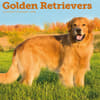 image Golden Retrievers 2026 Wall Calendar Main Product Image