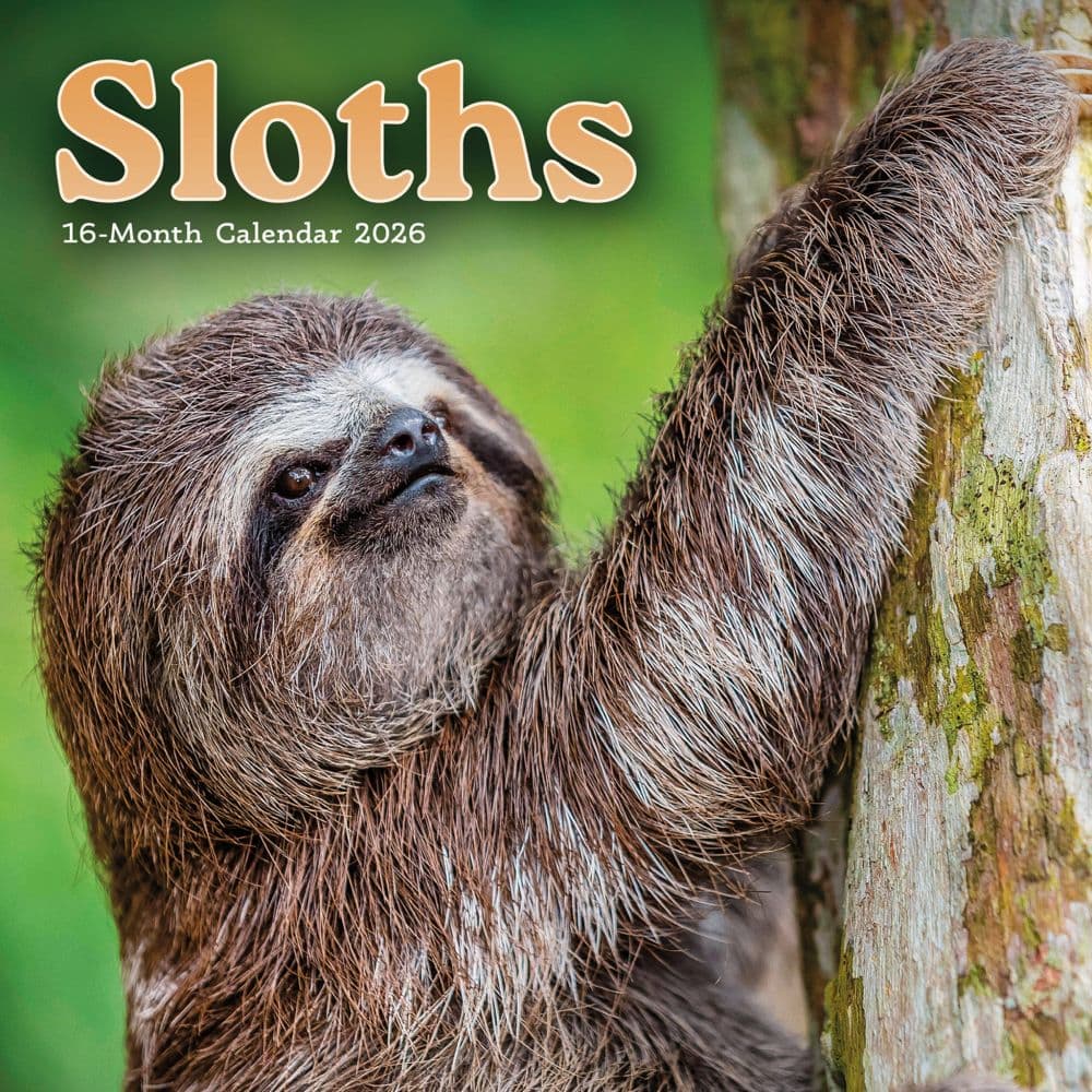 Sloths 2026 Mini Wall Calendar  Main Image