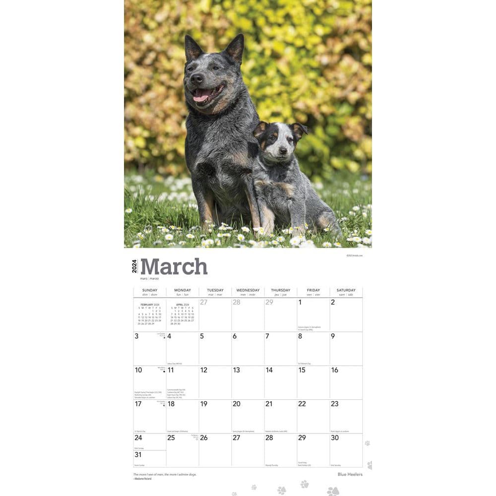 Blue Heelers 2024 Wall Calendar