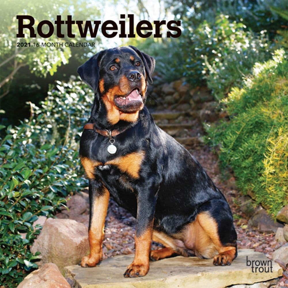 rottweiler having seizures