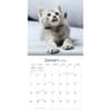 image Curious Kittens 2026 Wall Calendar_ALT3