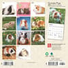 image Guinea Pigs 2025 Mini Wall Calendar First Alternate Image width=&quot;1000&quot; height=&quot;1000&quot;