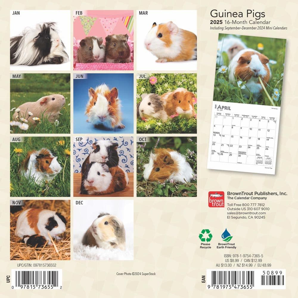 Guinea Pigs 2025 Mini Wall Calendar First Alternate Image width=&quot;1000&quot; height=&quot;1000&quot;