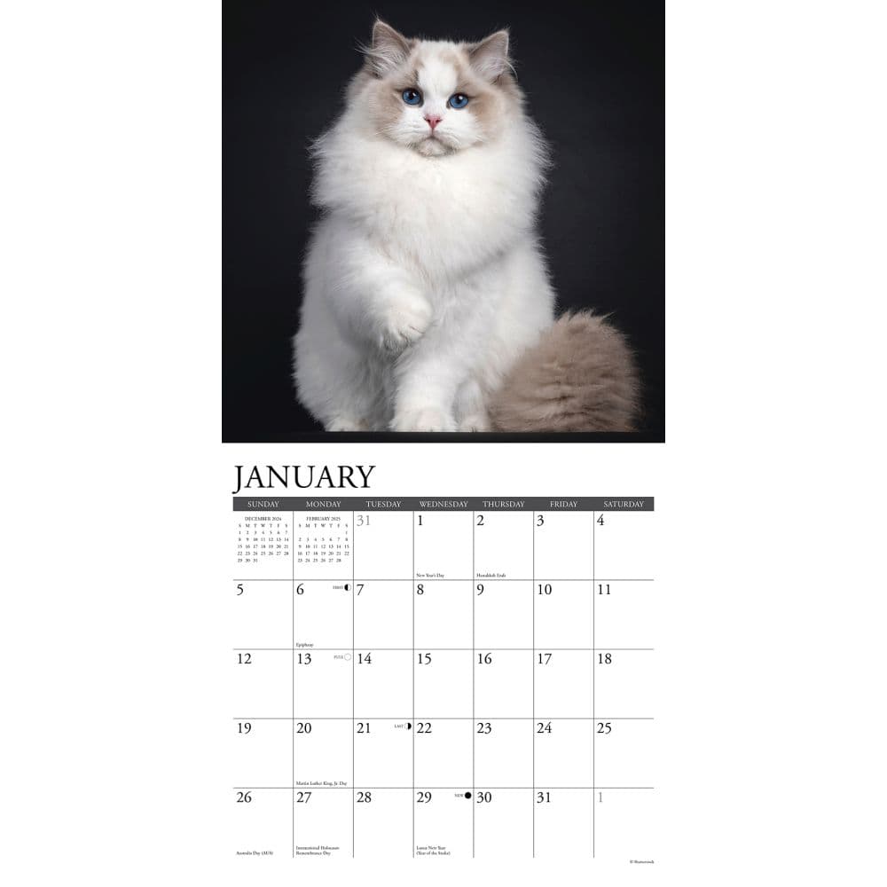 Just Cats 2025 Wall Calendar Second Alternate Image width=&quot;1000&quot; height=&quot;1000&quot;