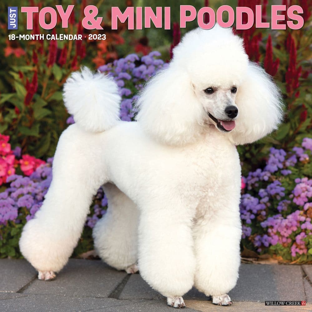 Toy and Miniature Poodles 2023 Wall Calendar - Calendars.com