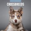 image Crossbreeds 2025 Wall Calendar Main Product Image width=&quot;1000&quot; height=&quot;1000&quot;