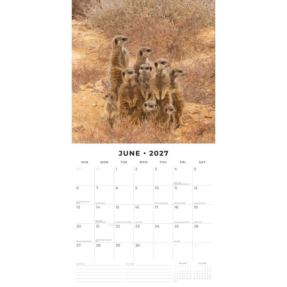 Meerkats 2027 Wall Calendar Second Alternate Image