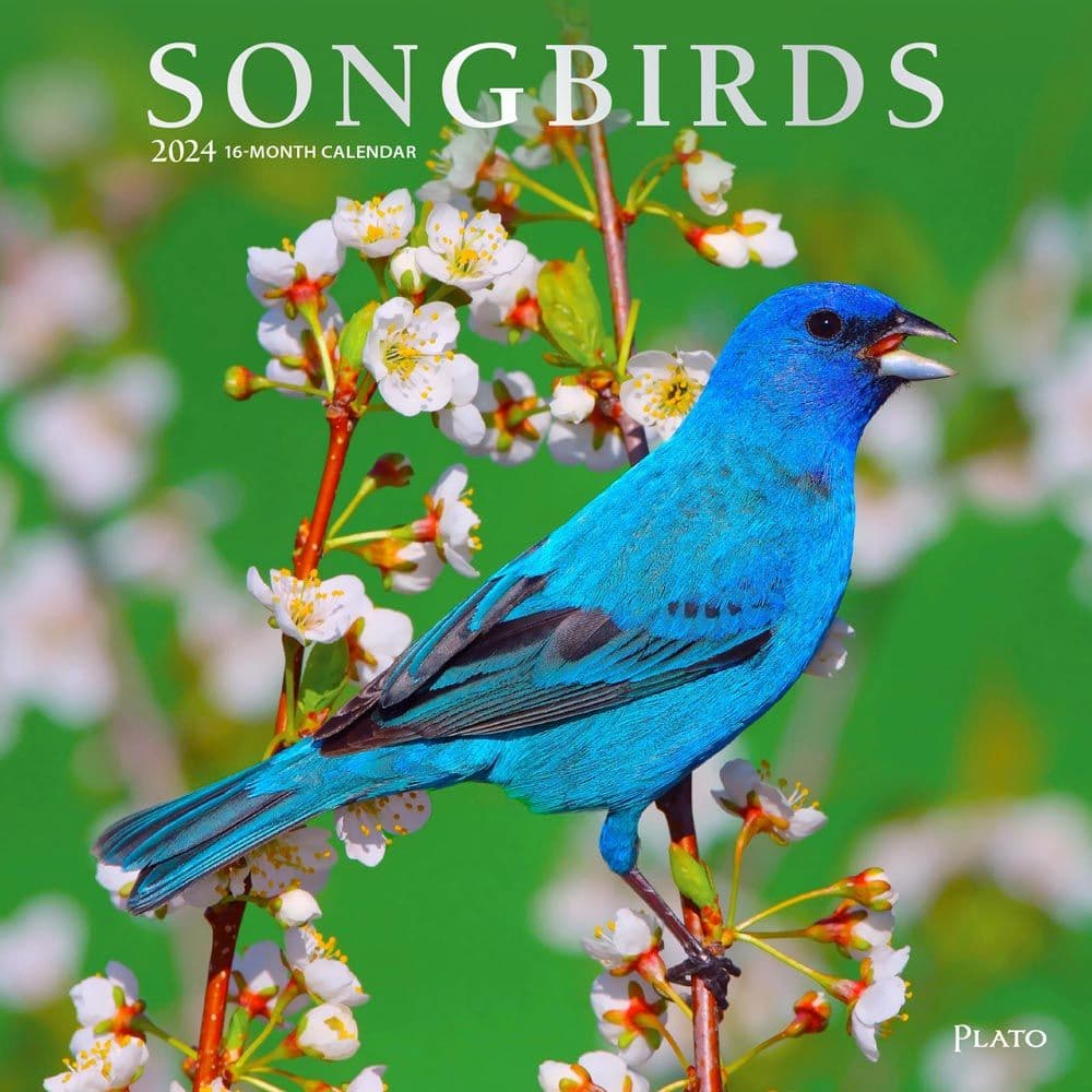 Songbirds 2024 Wall Calendar