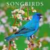 image Songbirds 2024 Wall Calendar Main Product Image width=&quot;1000&quot; height=&quot;1000&quot;