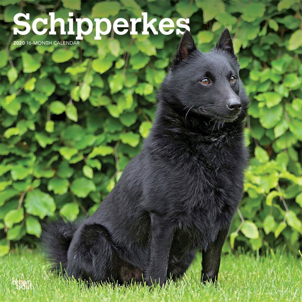 schipperke stuffed animal