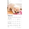 image Lab Yellow Puppies 2024 Mini Wall Calendar Second Alternate Image width=&quot;1000&quot; height=&quot;1000&quot;