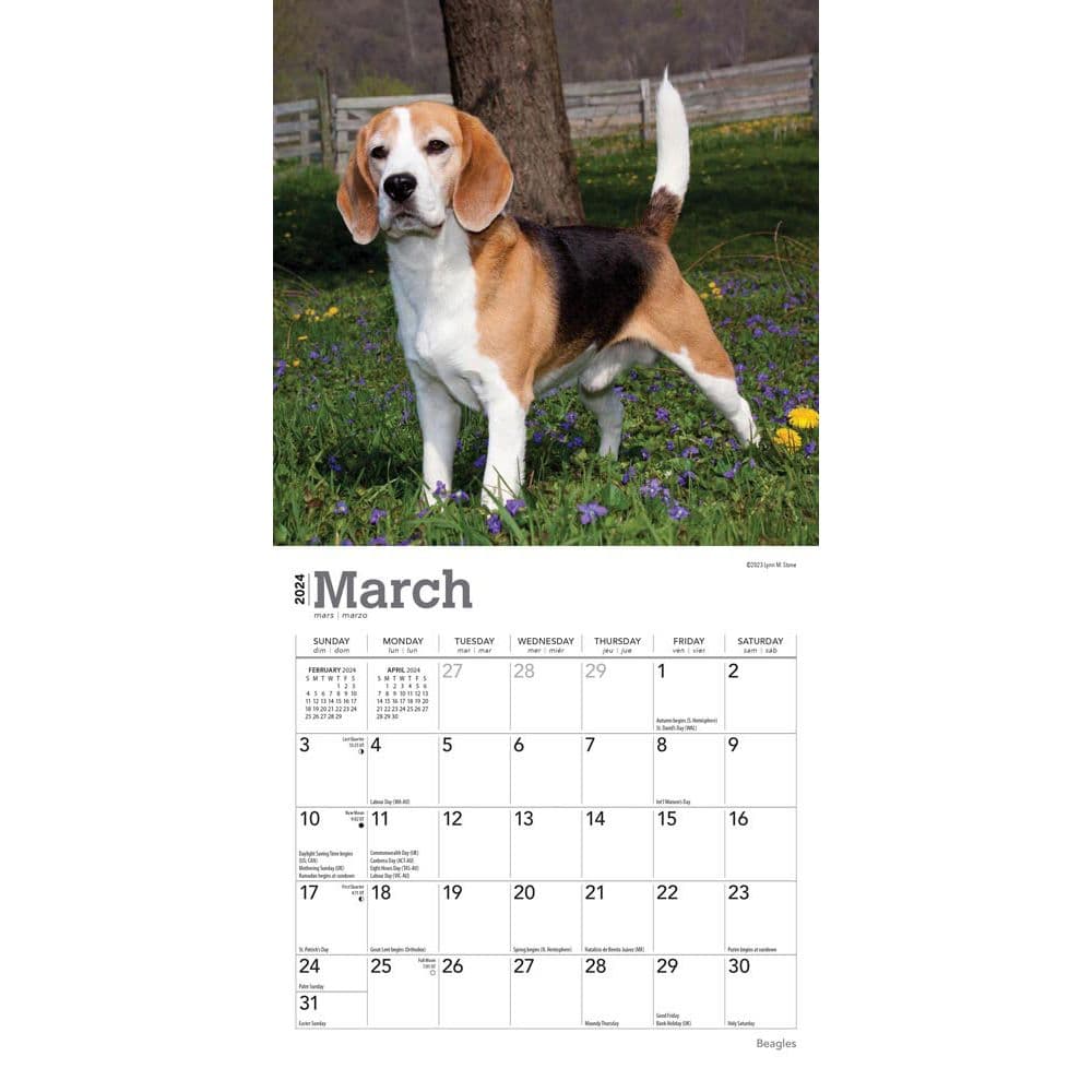 Beagle 2024 Mini Wall Calendar