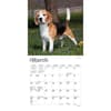 image Beagle 2024 Mini Wall Calendar Alternate Image 2