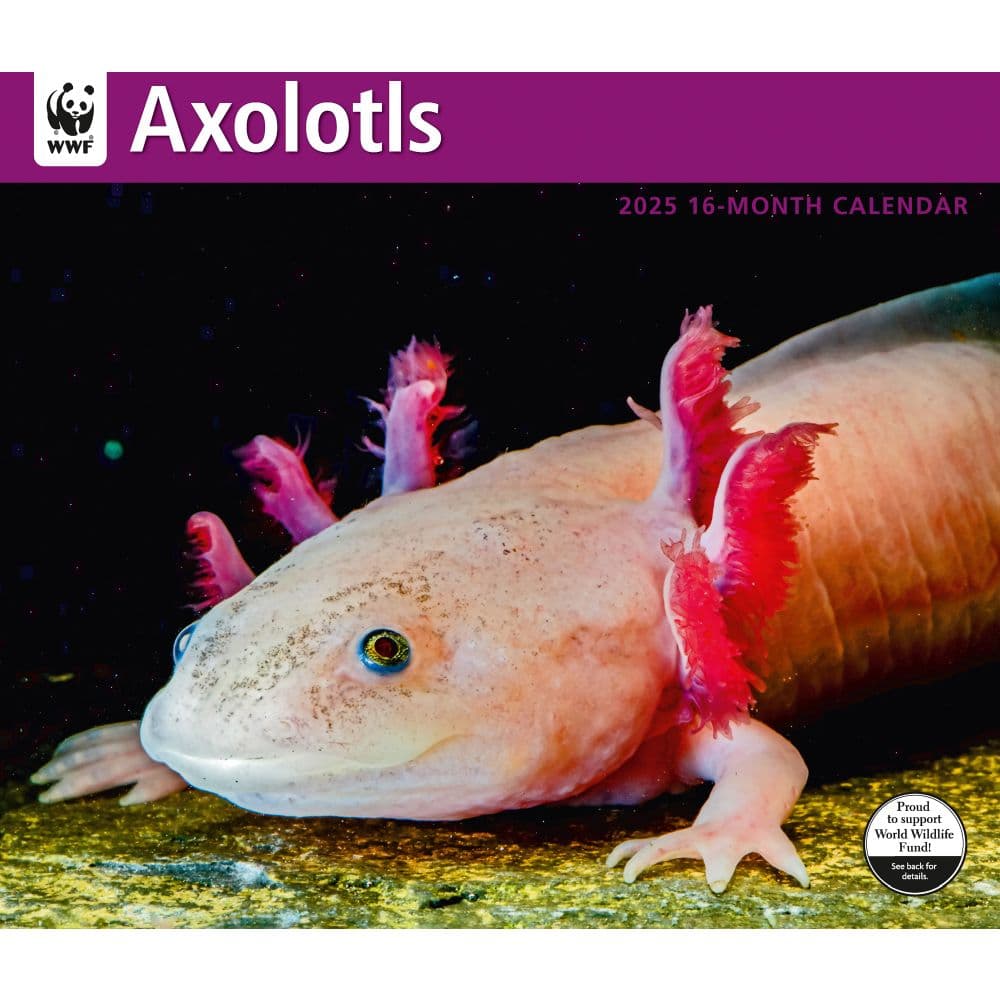 Axolotls WWF 2025 Wall Calendar