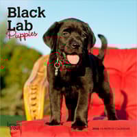 image Black Lab Puppies 2026 Mini Wall Calendar
