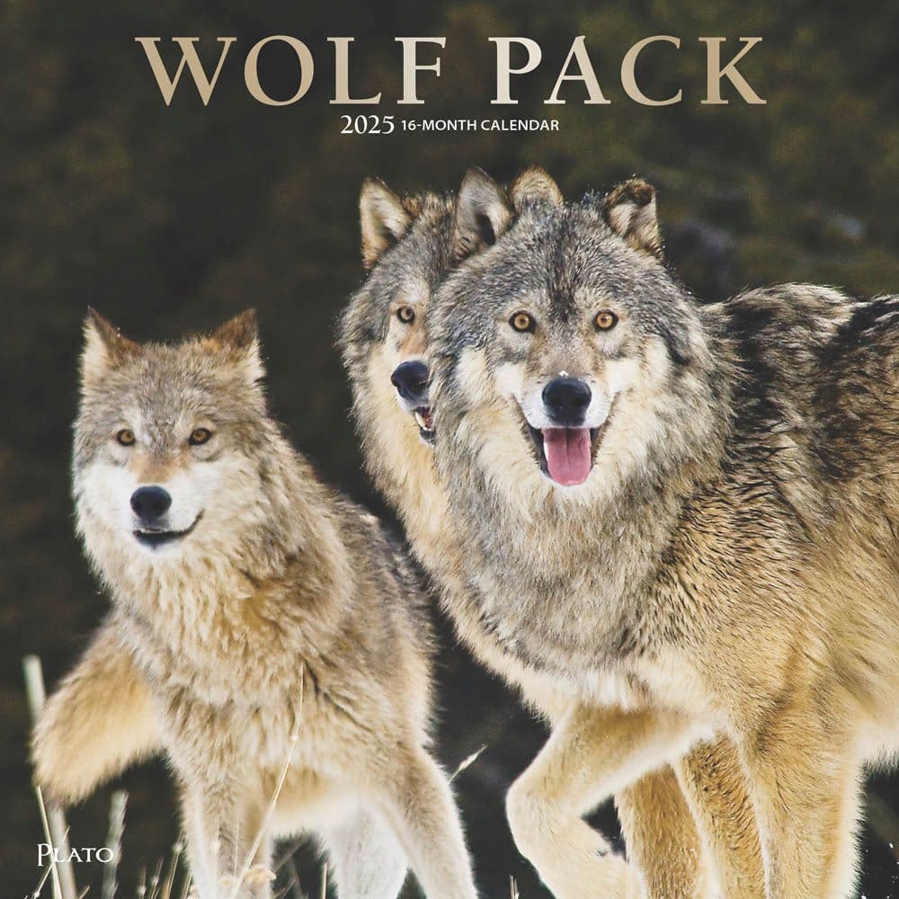 Wolf Pack by Plato Foil 2025 Wall Calendar Main Image