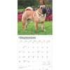 image Shar-Pei 2025 Wall Calendar Third Alternate Image